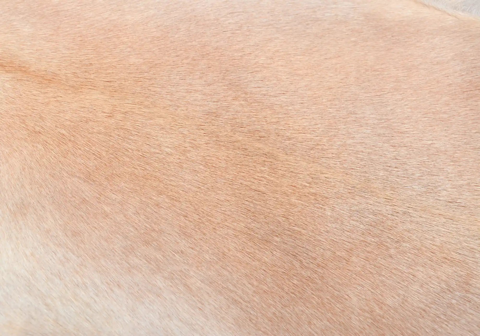 Premium 037 Natural Goat Leather in Light Beige Tan - Soft & Durable for Handbags, Wallets & DIY Craft Projects