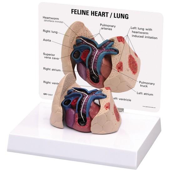 Feline Heart and Lung Model - Veterinary Anatomy Teaching Tool for Cat Organ Study | Perfect for Veterinary Students, Classrooms & Animal Clinics
