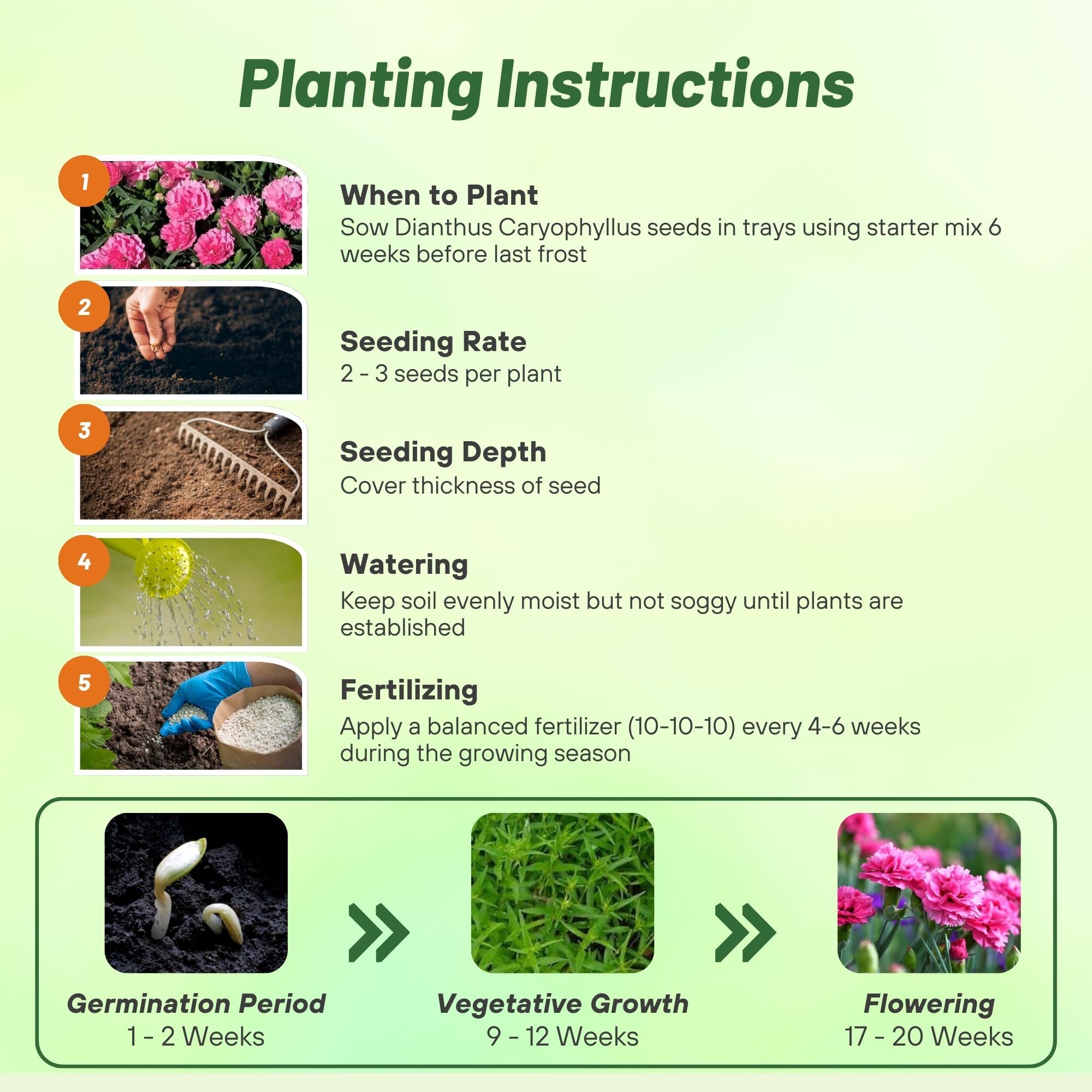 Outsidepride 2000 Seeds Perennial Dianthus Rose Carnation Flower Seeds for Planting - Beautiful Garden Flowers for Landscaping, Borders & Cut Flower Arrangements