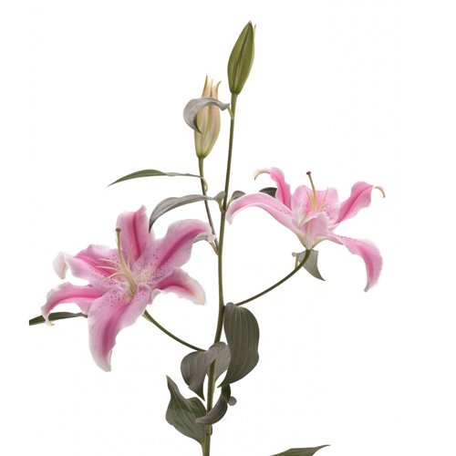 Wholesale Pink Oriental Lilies - 40 Fresh Flower Stems for Weddings, Birthdays, Anniversaries, Mother's Day - Perfect Gift for Thank You, Home Decor, and Special Occasions | Farm2Door PRIME NEXT DAY DELIVERY