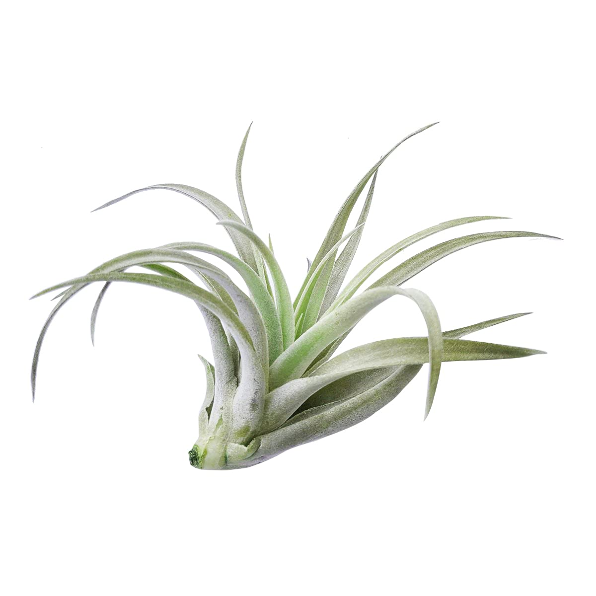 Tillandsia Harrisii Air Plant 4'' | Low Maintenance Live Air Plants Collection | Unique Home Decor Gift Box for Office, Terrarium & Wedding Centerpieces