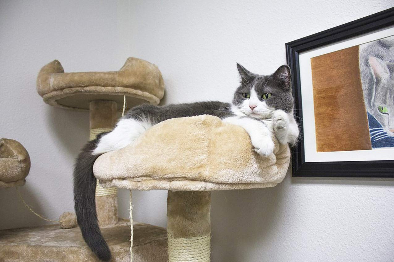 Extra Large Cat Tree for Active Cats - Sturdy Climbing Furniture with Scratching Posts, Beige | Perfect for Indoor Play, Exercise & Relaxation
