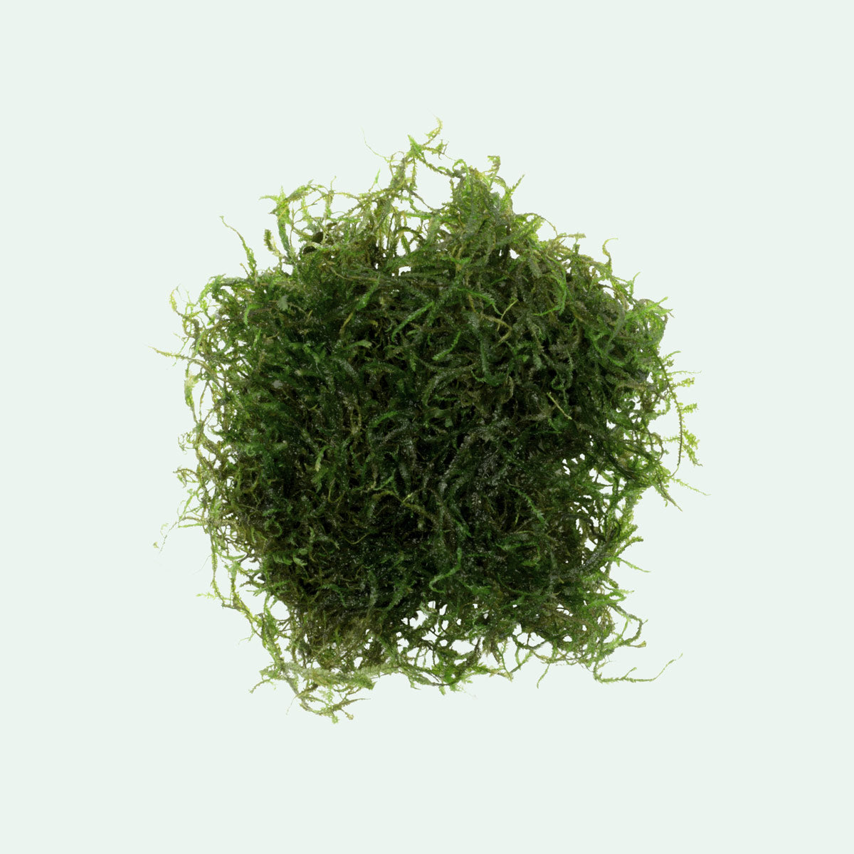 Premium Java Moss Aquatic Plant for Freshwater Aquariums - Perfect for Aquascaping, Shrimp Tanks & Fish Breeding | Enhances Water Quality & Natural Habitat