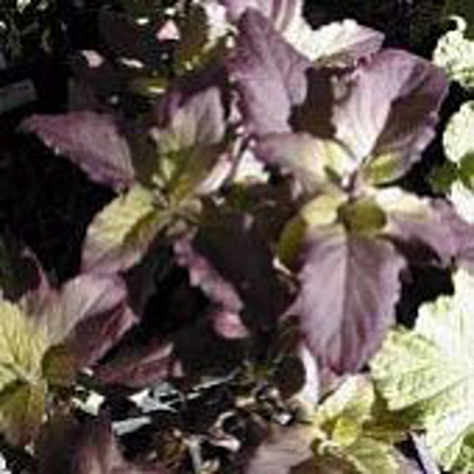 Organic Holy Basil Seeds (20+ Seeds) | Non-GMO Heirloom Herb Seeds for Planting | Home Garden, Greenhouse, Indoor & Outdoor Gardening | Perfect for Cooking, Tea, and Ayurvedic Remedies