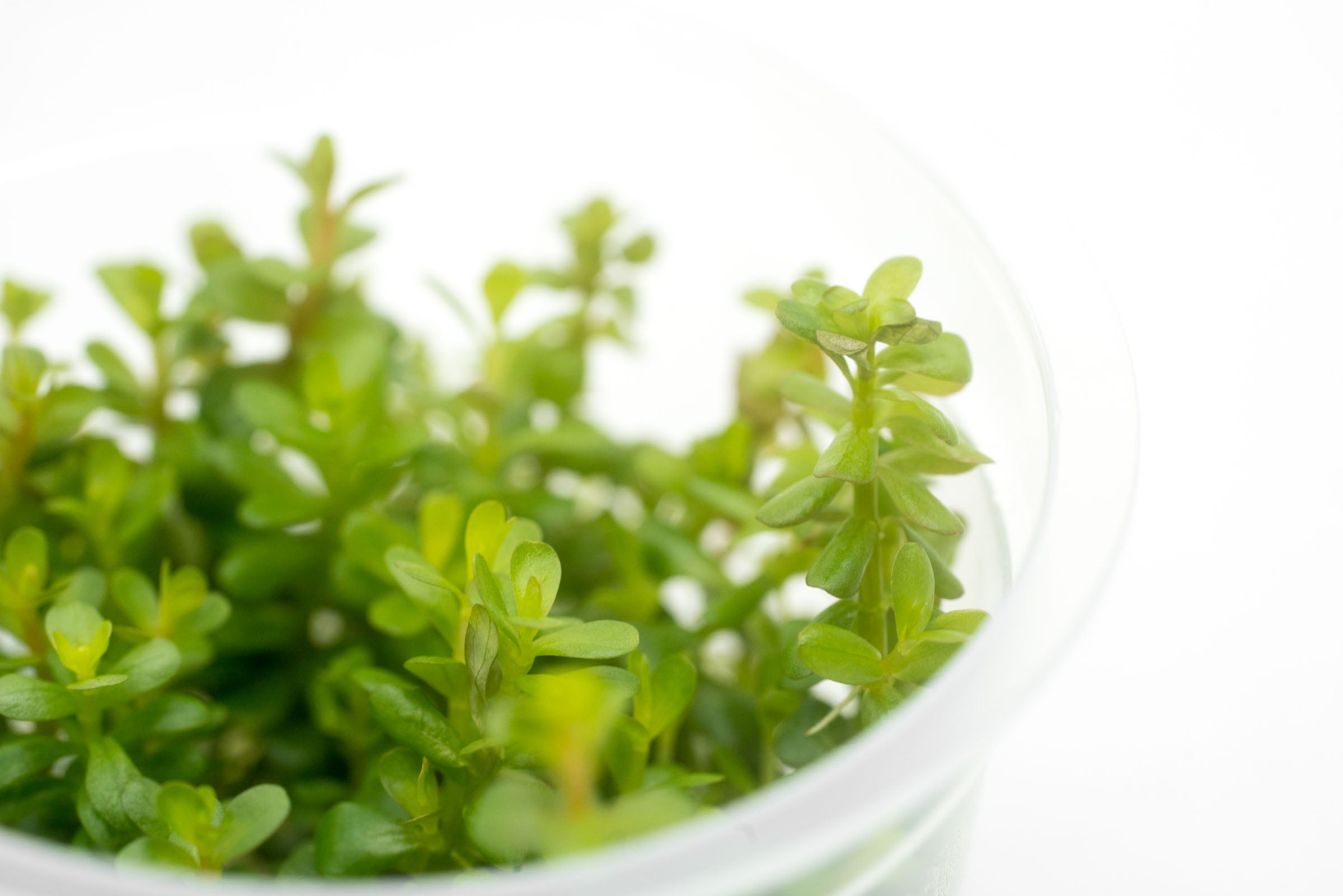Rotala Coin Leaf Tissue Culture Live Aquarium Plants for Fish Tank - Easy to Grow Aquatic Plants for Freshwater Aquascaping, Shrimp Tanks & Nano Aquariums