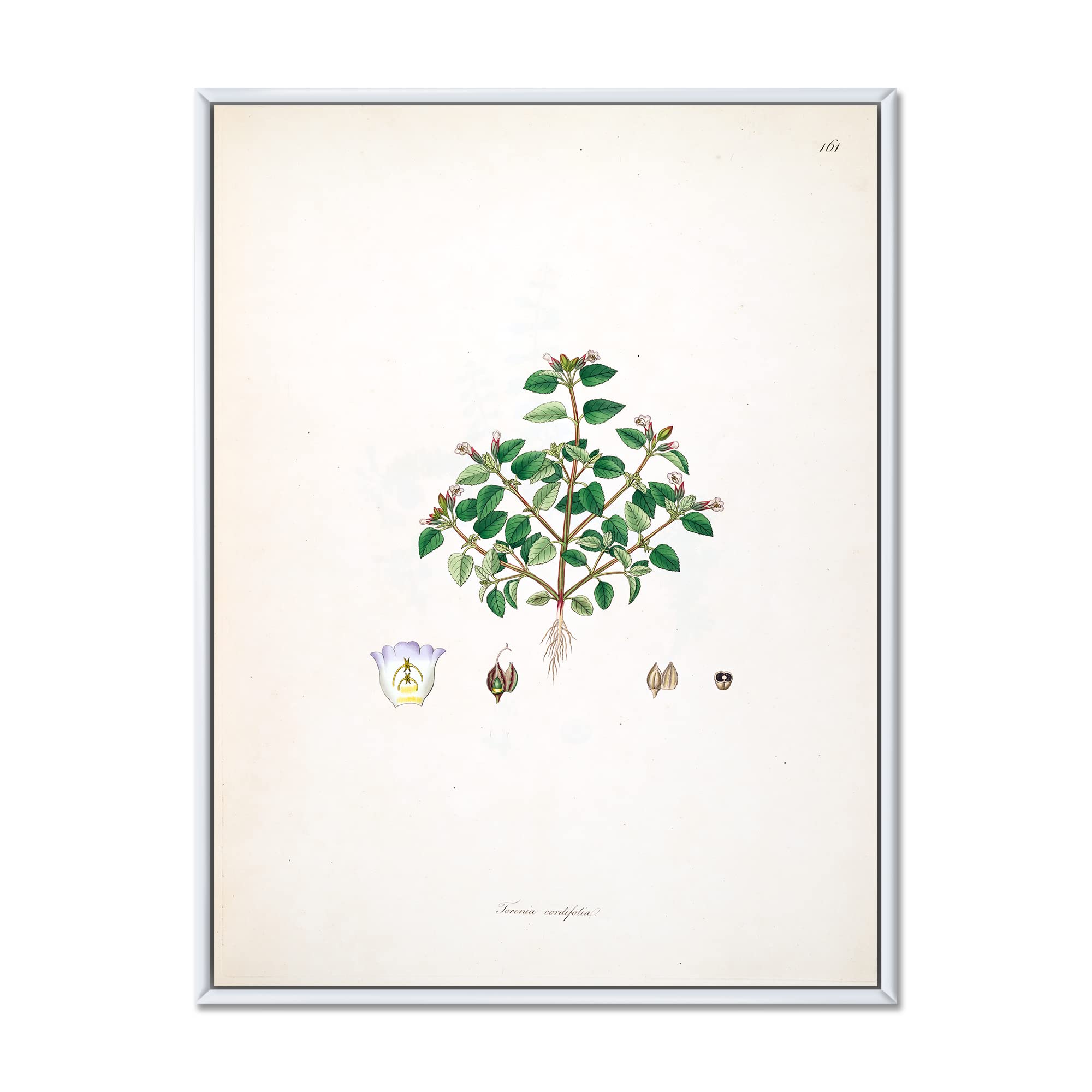 Vintage Farmhouse Wall Art - DesignQ Plant Life XIII Framed Canvas Print for Living Room, Bedroom & Office Decor