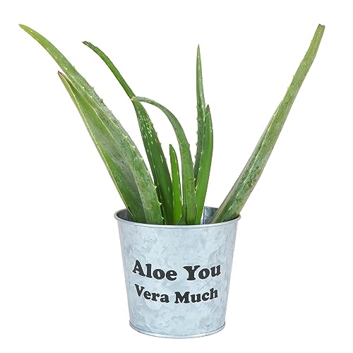 Aloe You Vera Much