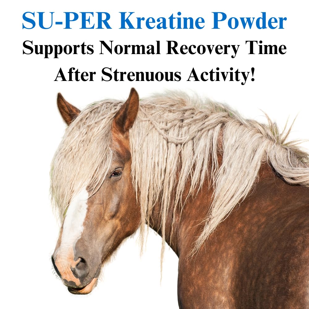 Premium Kre-Alkalyn Creatine Horse Supplement for Energy, Stamina & Endurance - 12.5lb (3 Month Supply) - Supports Muscle Performance & Recovery - Ideal for Racehorses, Show Jumpers & Equestrian Training