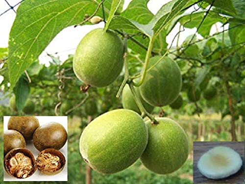 Organic Monk Fruit Seeds - 65pcs Non-GMO Sweetener Plant Seeds for Home Garden | Grow Your Own Natural Sugar Substitute | Perfect for Baking, Tea & Healthy Cooking