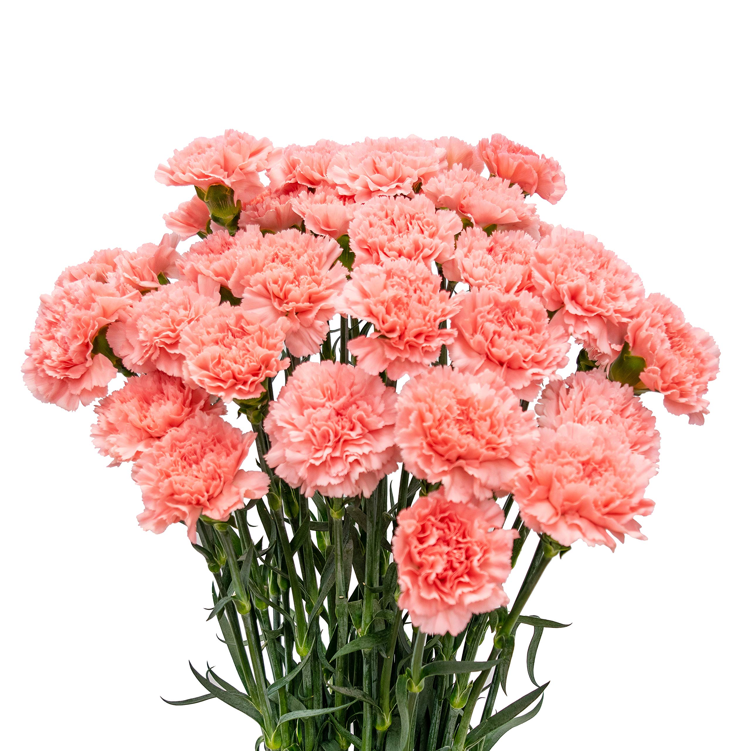 FlowerPrime 150 Pink Carnations - Fresh Natural Cut Flowers for Weddings, Home Decor & Special Occasions | Long-Lasting Blooms for DIY Arrangements & Gifts