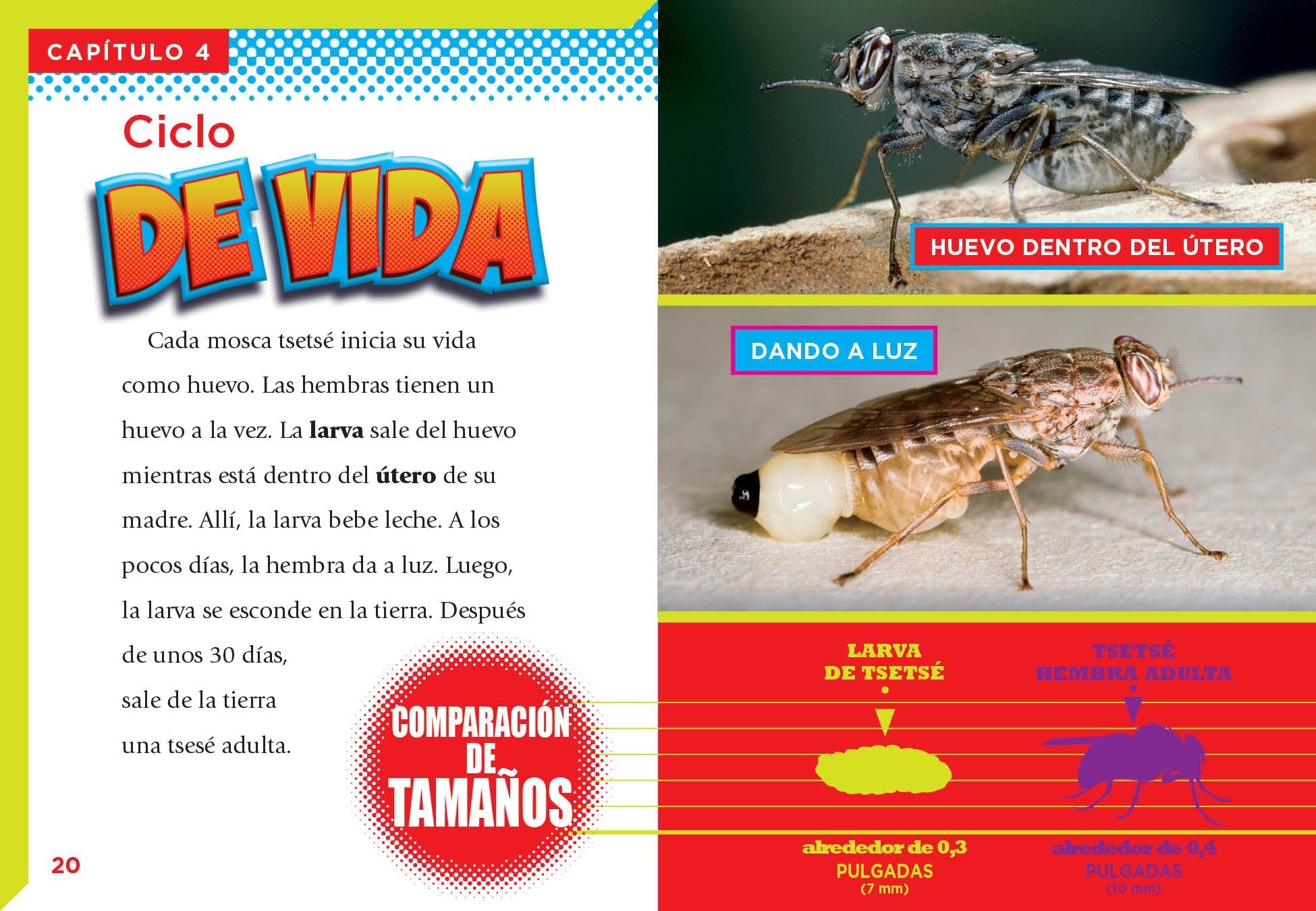 La Mosca Tsetse Book 9781623108359 - Learn About Tsetse Flies & Their Impact - Perfect for Biology Students & Insect Enthusiasts