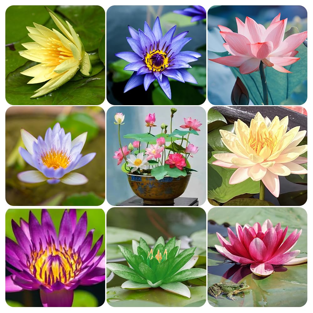 60 Pcs Mixed Bonsai Bowl Lotus Seeds & Water Lily Seeds for Planting - Non-GMO Fresh Aquatic Garden Seeds for Ponds, Water Features & Indoor Water Gardens