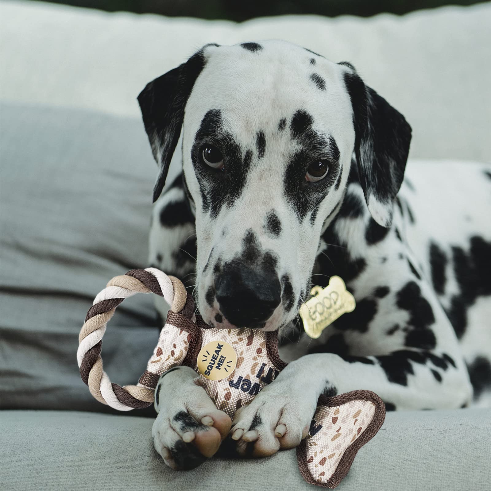 Rite Lite Chewdaica Passover Squeaky Dog Toy - Matzah Pattern Chew Bone for Dogs | Perfect Passover Gift for Dog Owners | Fun Holiday Playtime & Training Reward