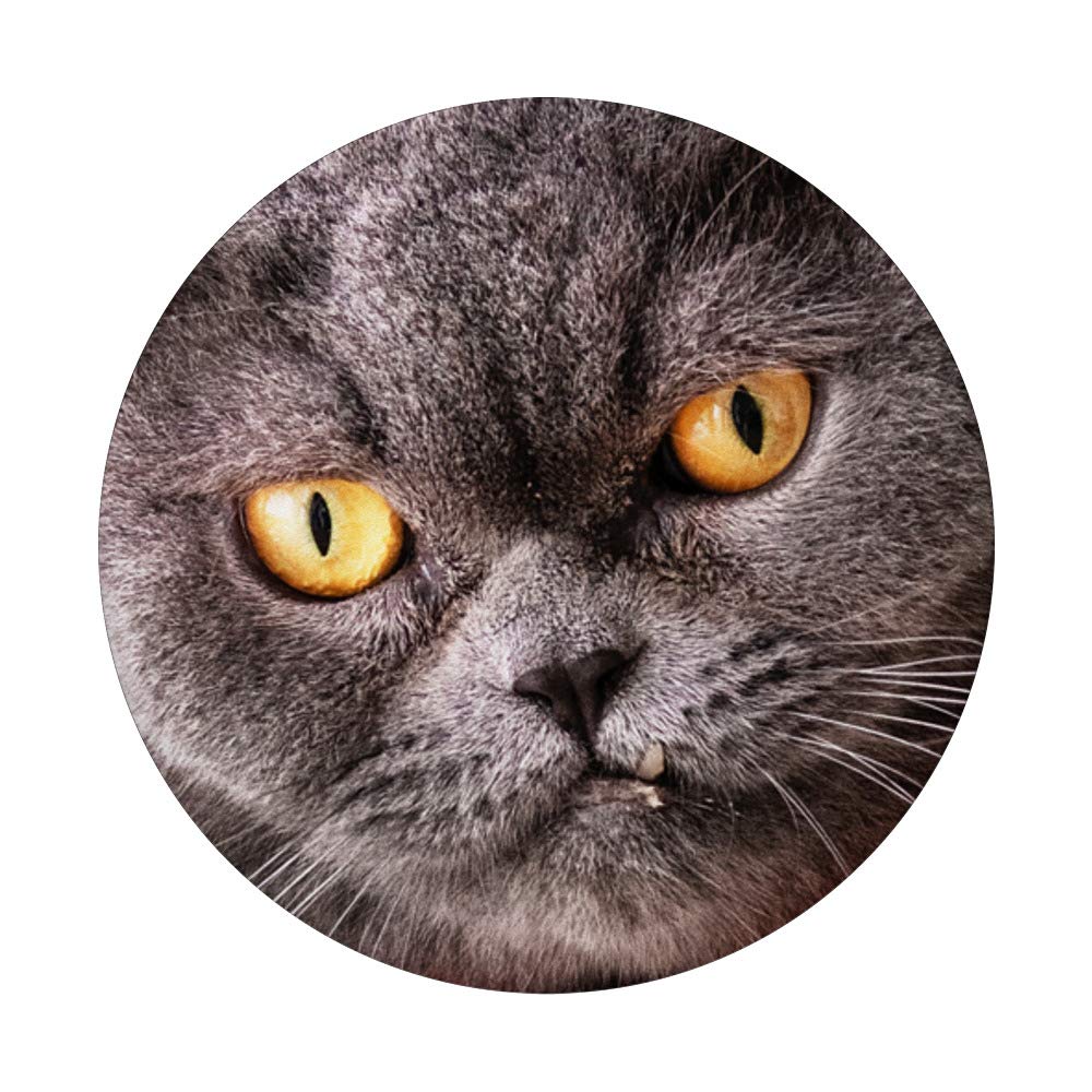 KITTY CAT PopSockets Phone Grip & Stand - Expandable Phone Holder for iPhone, Samsung, Tablets - Perfect for Work, Travel & Selfies
