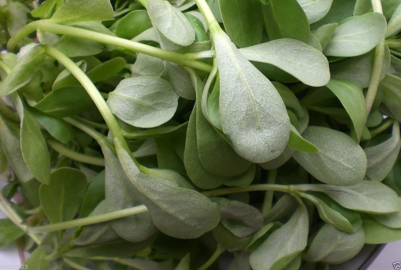 1000 Organic Purslane Seeds - Non-GMO, High in Omega-3 Fatty Acids for Healthy Diet | Perfect for Home Gardening, Smoothies & Nutritional Supplements