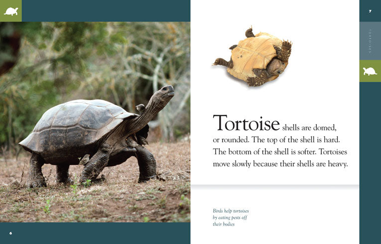 Amazing Animals (2014): Tortoises - Educational Wildlife Documentary for Kids & Nature Lovers | Perfect for Classroom Learning & Family Movie Nights
