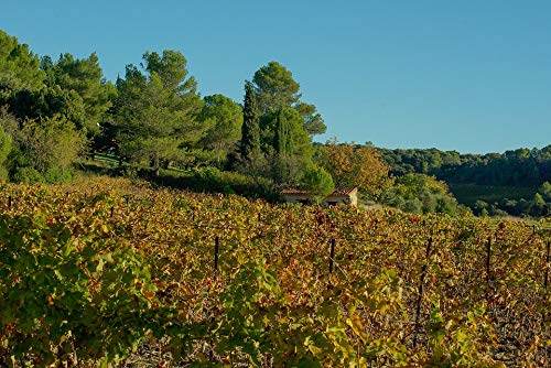 20x30 Inch Laminated Vineyard Cabin Fall Poster - Vibrant Colors & High-Quality Print - Perfect for Home, Office, or Cabin Decor - Fits Standard Frames