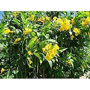 Organic Heirloom Marconi Red Pepper Seeds - 100 Non-GMO Seeds for Planting, Fresh 2017 Harvest - Perfect for Home Gardens, Greenhouses & Urban Farming
