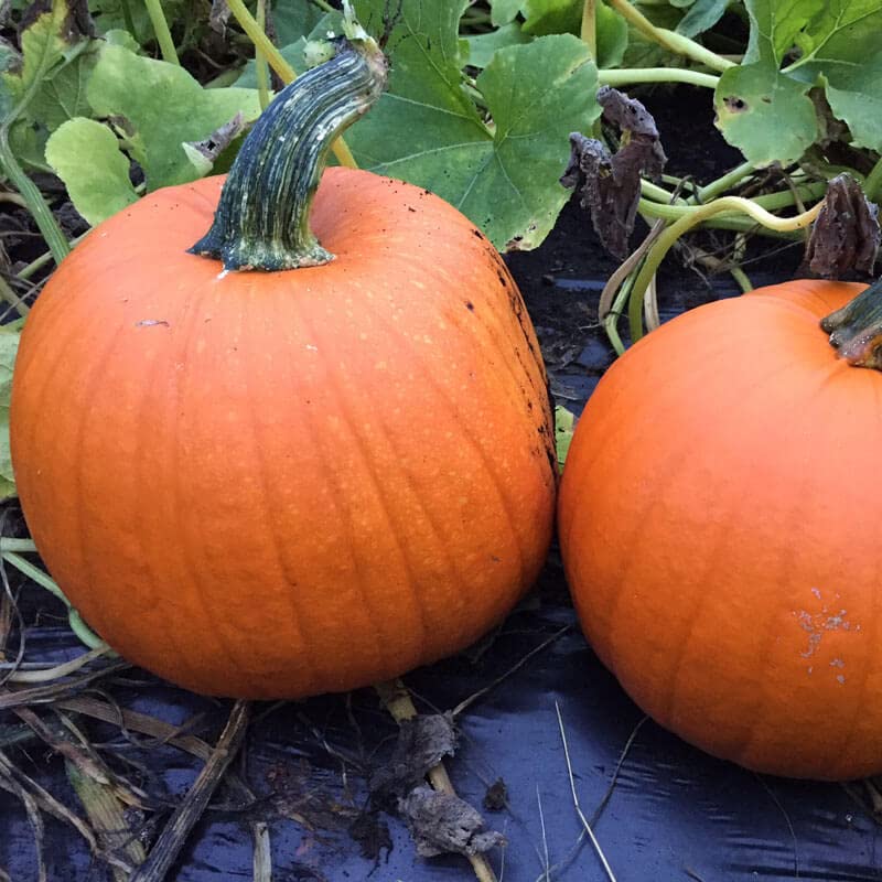 Organic Bellatrix Pumpkin Seeds - 5,000 Count with FarMore Anti-Fungal Treatment for Healthy Growth | Perfect for Home Gardening, Fall Decorations & Pumpkin Patches