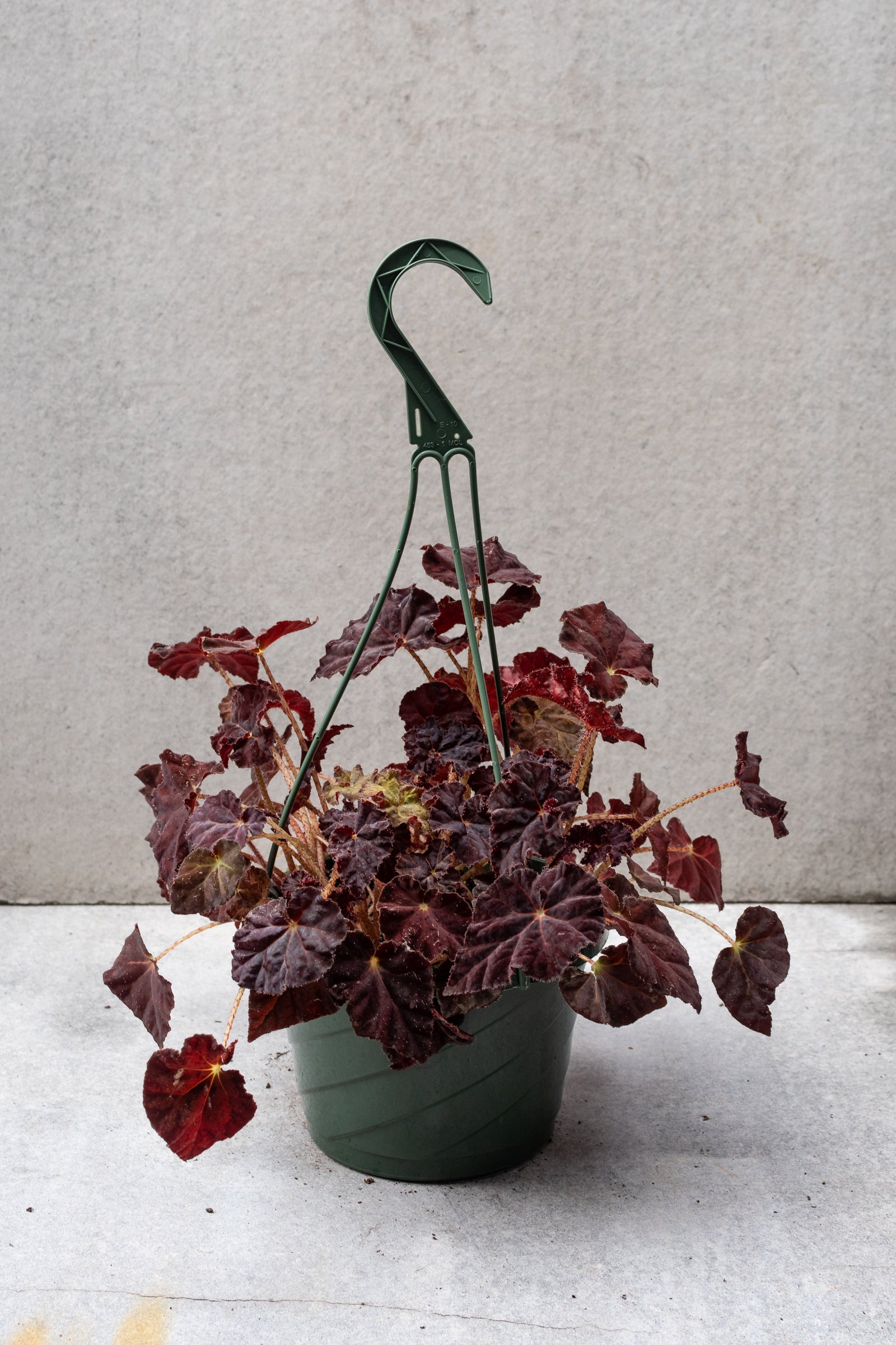 Rhizomatous Begonia Plant - 8 Inch Pot | Exotic Indoor Houseplant for Home & Office Decor | Perfect for Living Rooms, Bedrooms, and Gift Giving