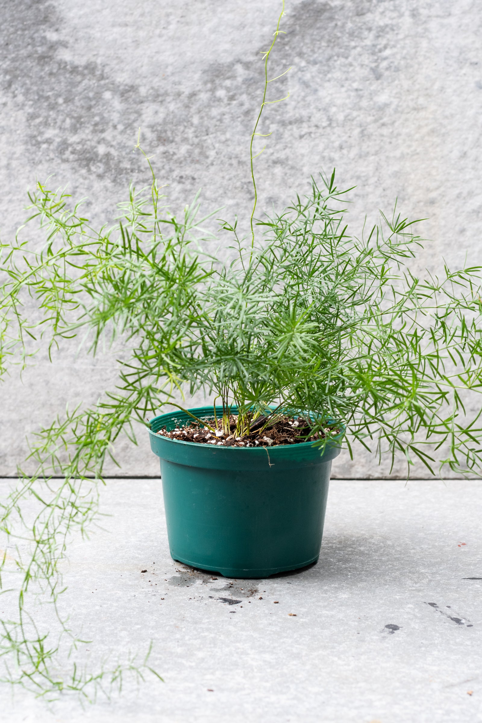 Buy Asparagus aethiopicus 'Sprengeri' - 6 Pack Live Plants | Indoor & Outdoor Fern for Home Decor, Office, Garden, and Landscaping