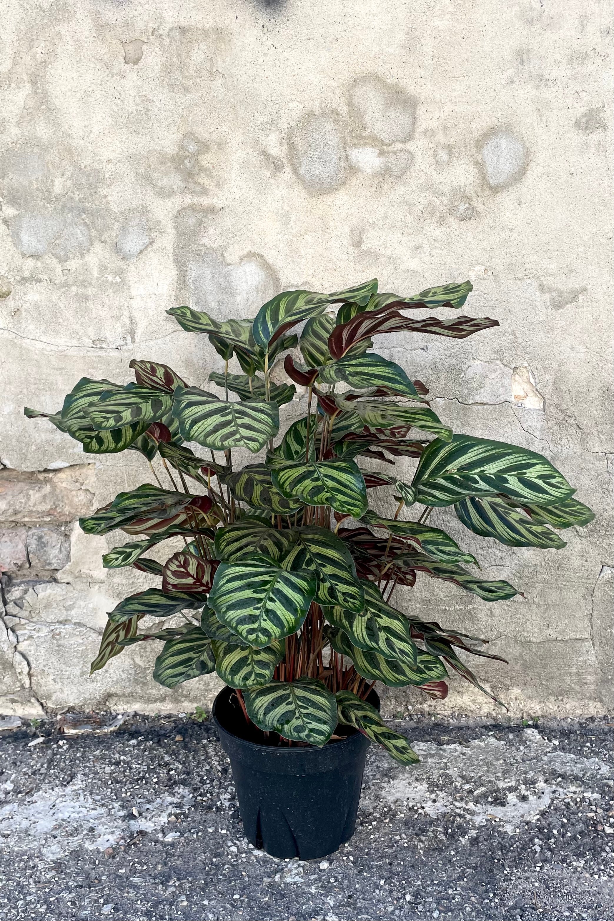 Calathea Makoyana (Peacock Plant) - 8 Inch Live Indoor Houseplant for Home & Office Decor | Low Light & Air Purifying | Perfect for Living Room, Bedroom, or Workspace
