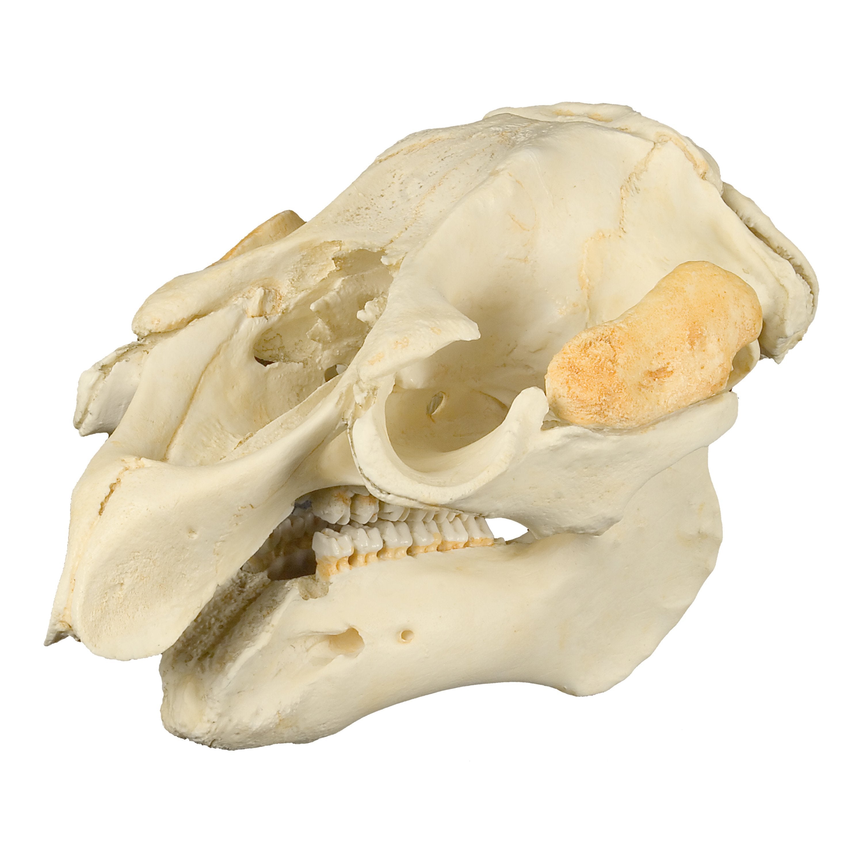 Authentic Replica Florida Manatee Skull - Lifelike Manatee Bone Model for Science Education, Marine Biology Study & Home Decor Collection - Perfect for Classrooms, Museums & Nature Enthusiasts
