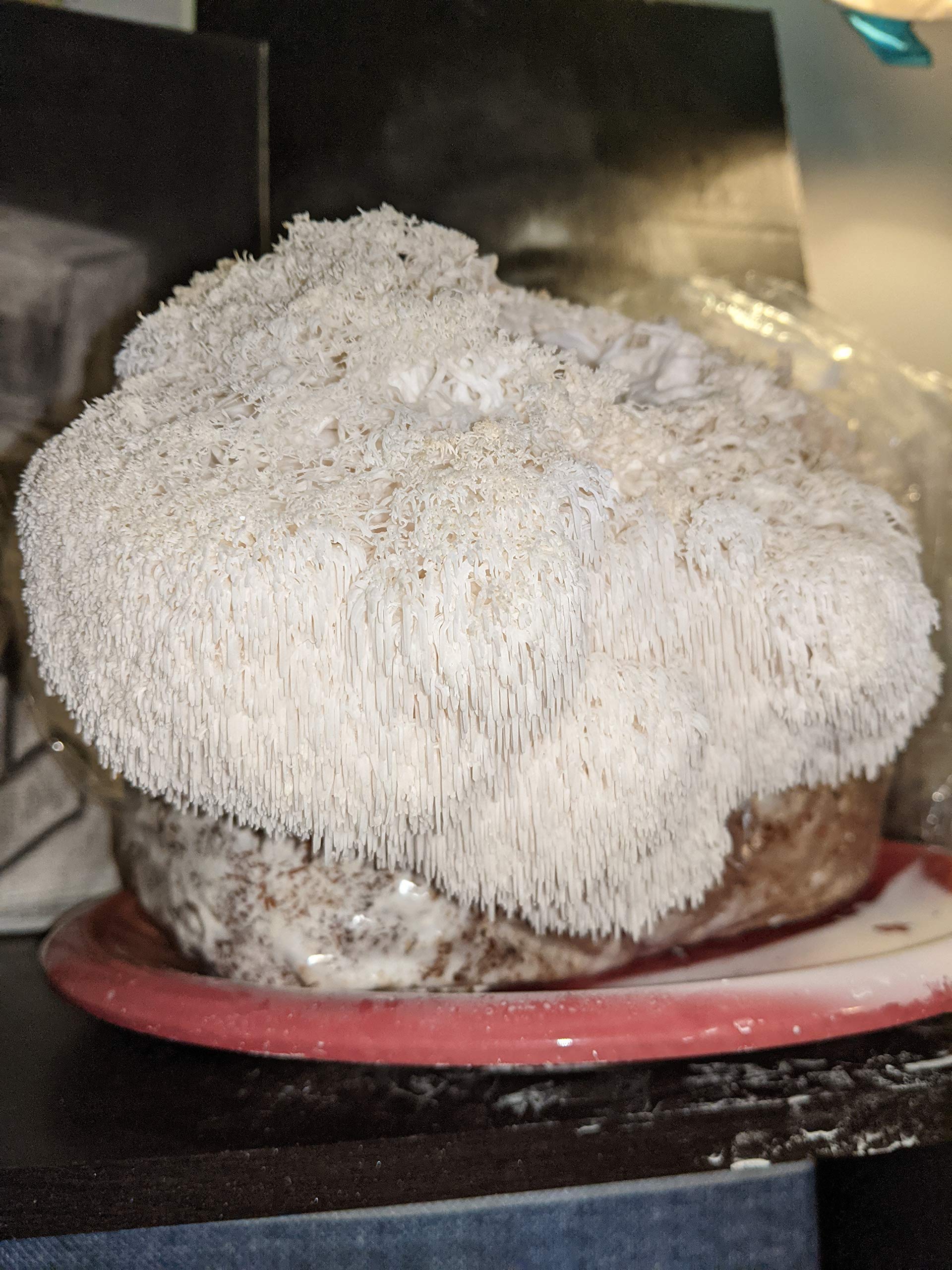 Organic Lion's Mane Mushroom Grow Kit - Premium Mushroom Man LLC Cultivation Set for Home Growing | Perfect for Indoor Gardening, Health Supplements & Gourmet Cooking