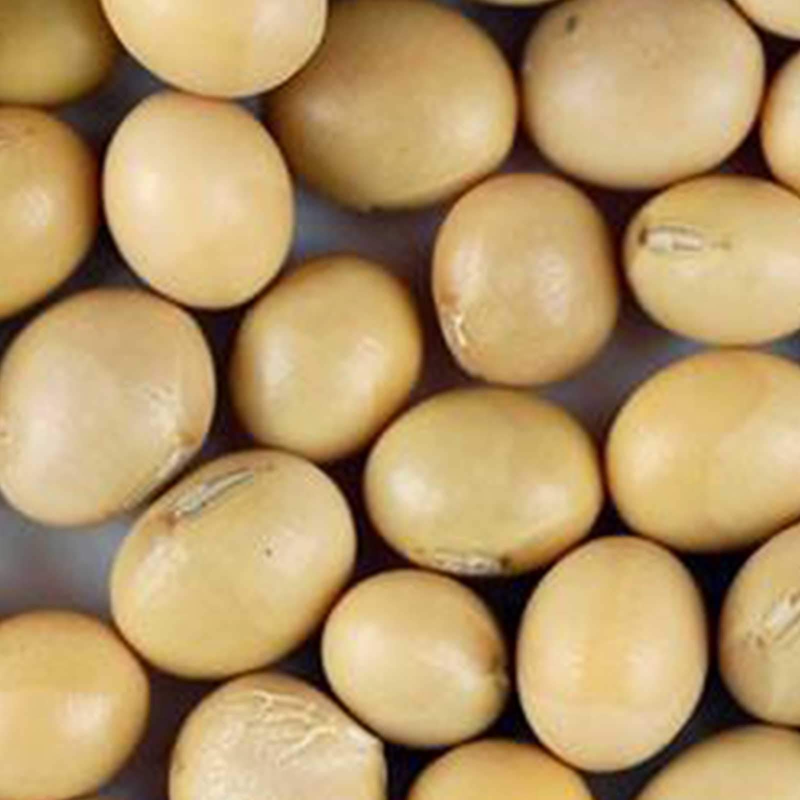Organic Tofu Making Kit - 5 Lbs Non-GMO Yellow Soybeans, DIY Tofu Press Mold with Step-by-Step Instructions | Perfect for Vegan Cooking, Homemade Soy Products & Japanese Cuisine