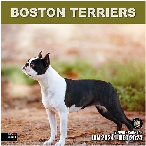 15 - Boston Terriers