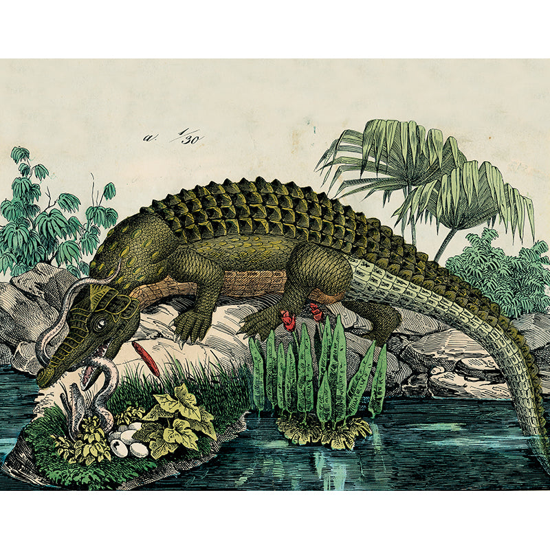 Alligator Protecting Her Eggs - Wildlife Photography Print (Page 326) - Perfect for Nature Lovers & Home Decor