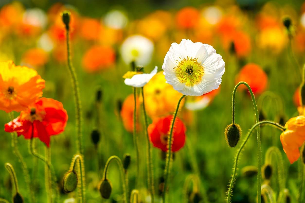 Iceland Poppy Seeds Mix - 3000 Heirloom Non-GMO Flower Seeds (Papaver nudicaule) by Isla's Garden - Perfect for Cottage Gardens, Borders & Cut Flower Arrangements