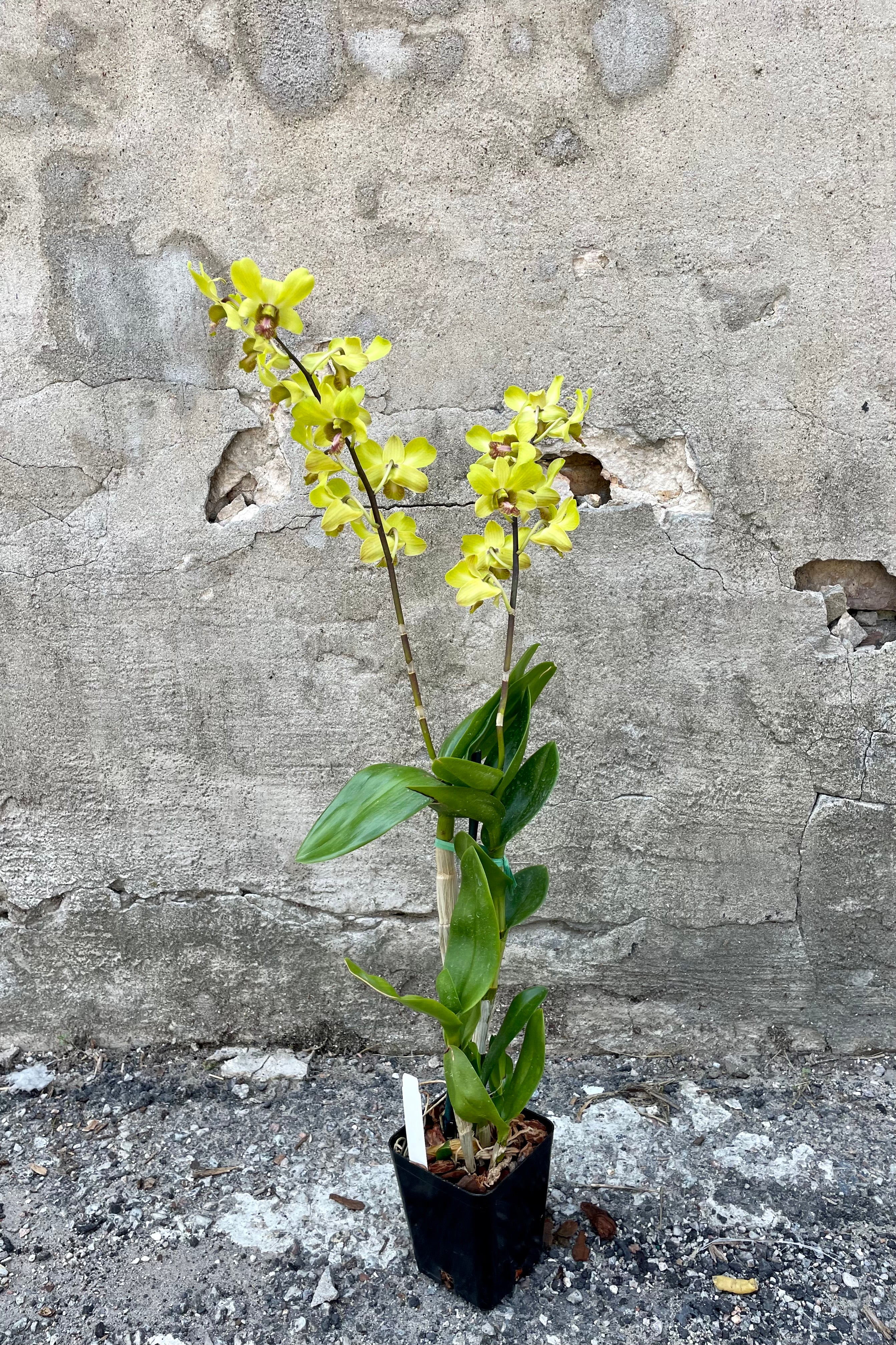 Premium Dendrobium Orchid Plants - Medium Size for Home & Office Decor | Perfect for Gifts, Weddings & Indoor Gardening