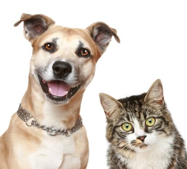 Premium Senior Cat & Dog Vitamins with Vitamin E - 90 Chewable Tablets for Joint & Immune Support - Ideal for Aging Pets' Daily Health Care
