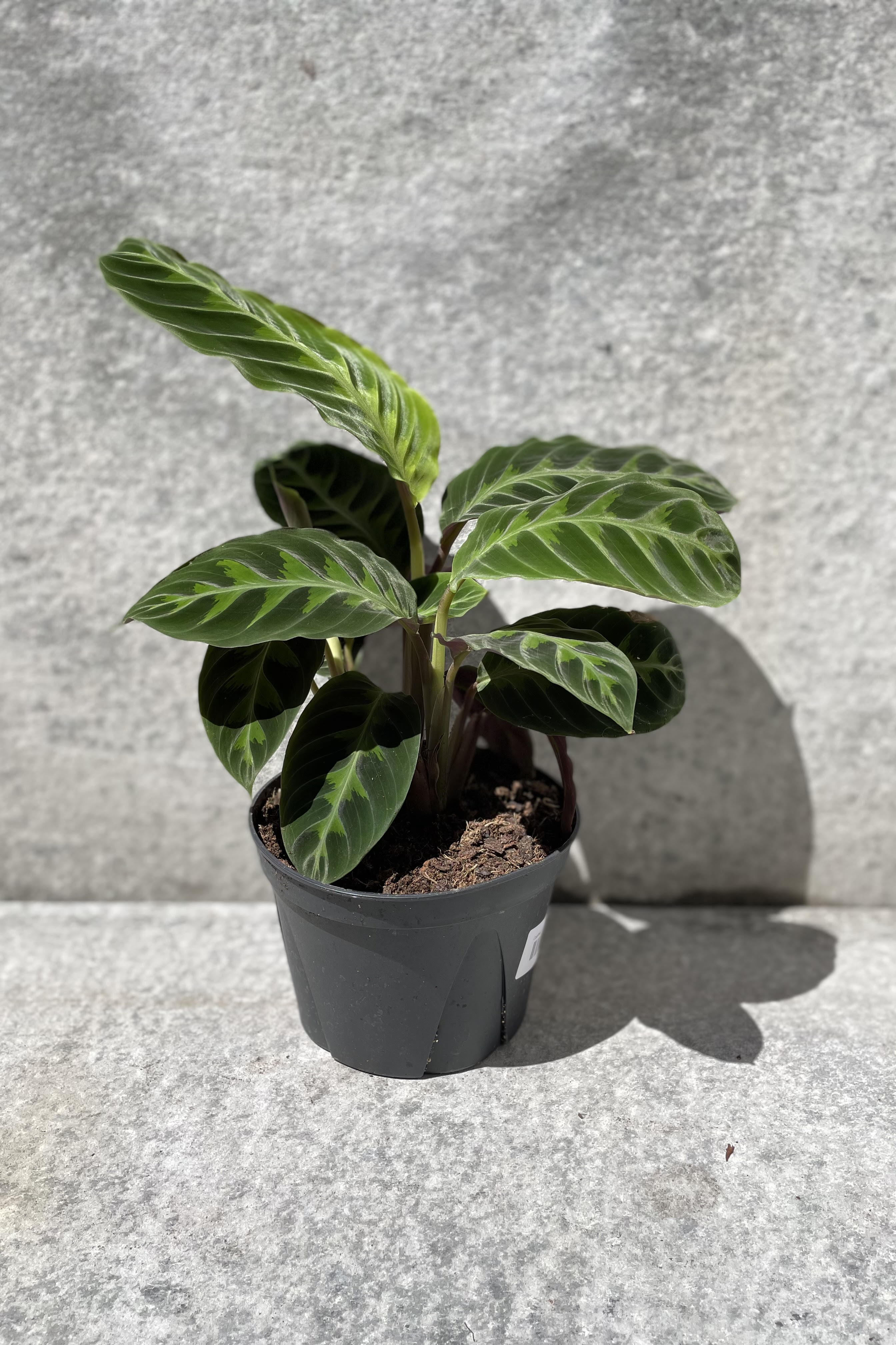 Calathea Warscewiczii Jungle Velvet Live Plant - 6 Inch Indoor Houseplant for Home & Office Decor | Perfect for Low Light Spaces, Living Rooms, and Bathrooms