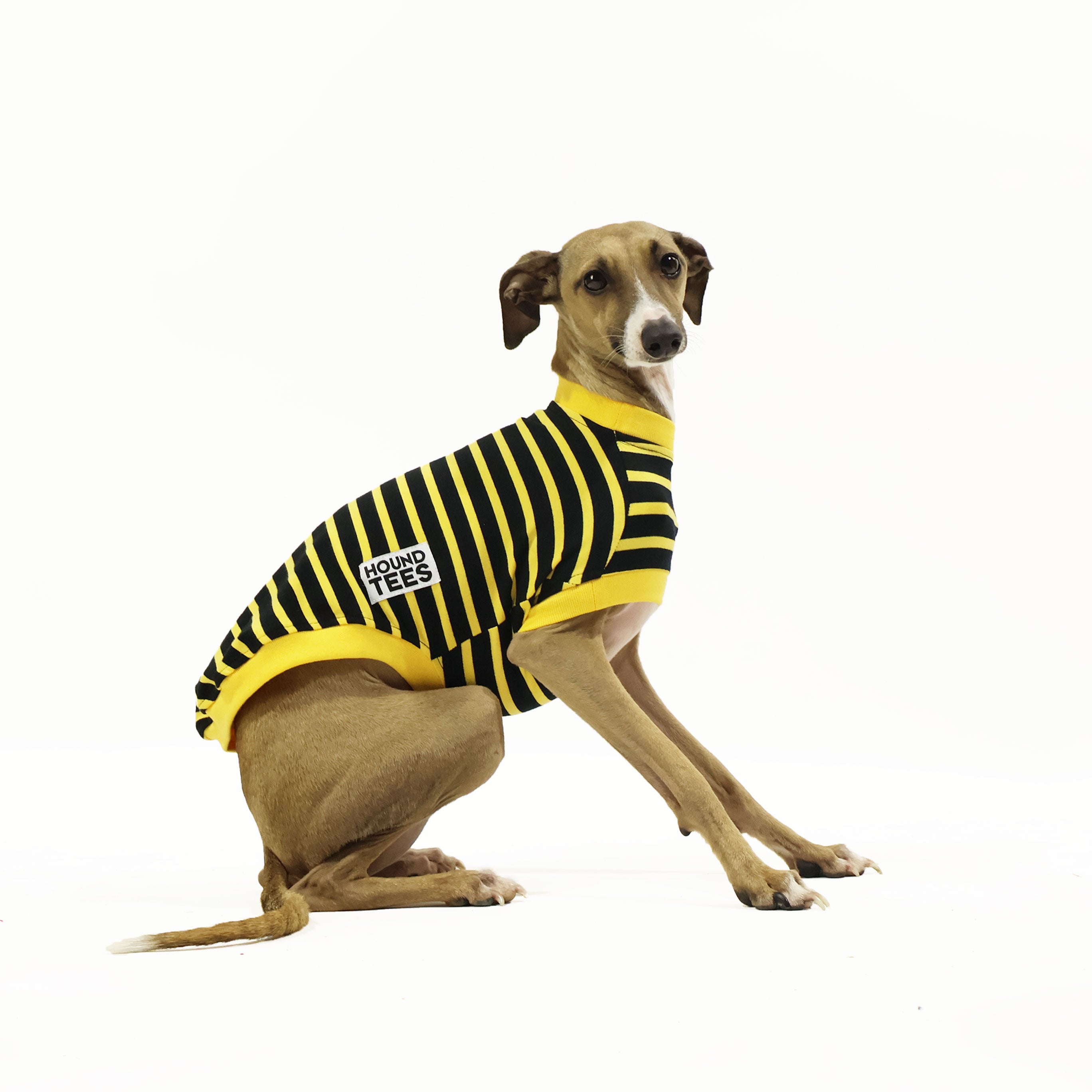 Bumble Italian Greyhound Sleeveless T-Shirt for Women & Men - Comfortable Summer Dog Lover Tee for Casual Wear, Outdoor Activities & Pet Owner Gifts