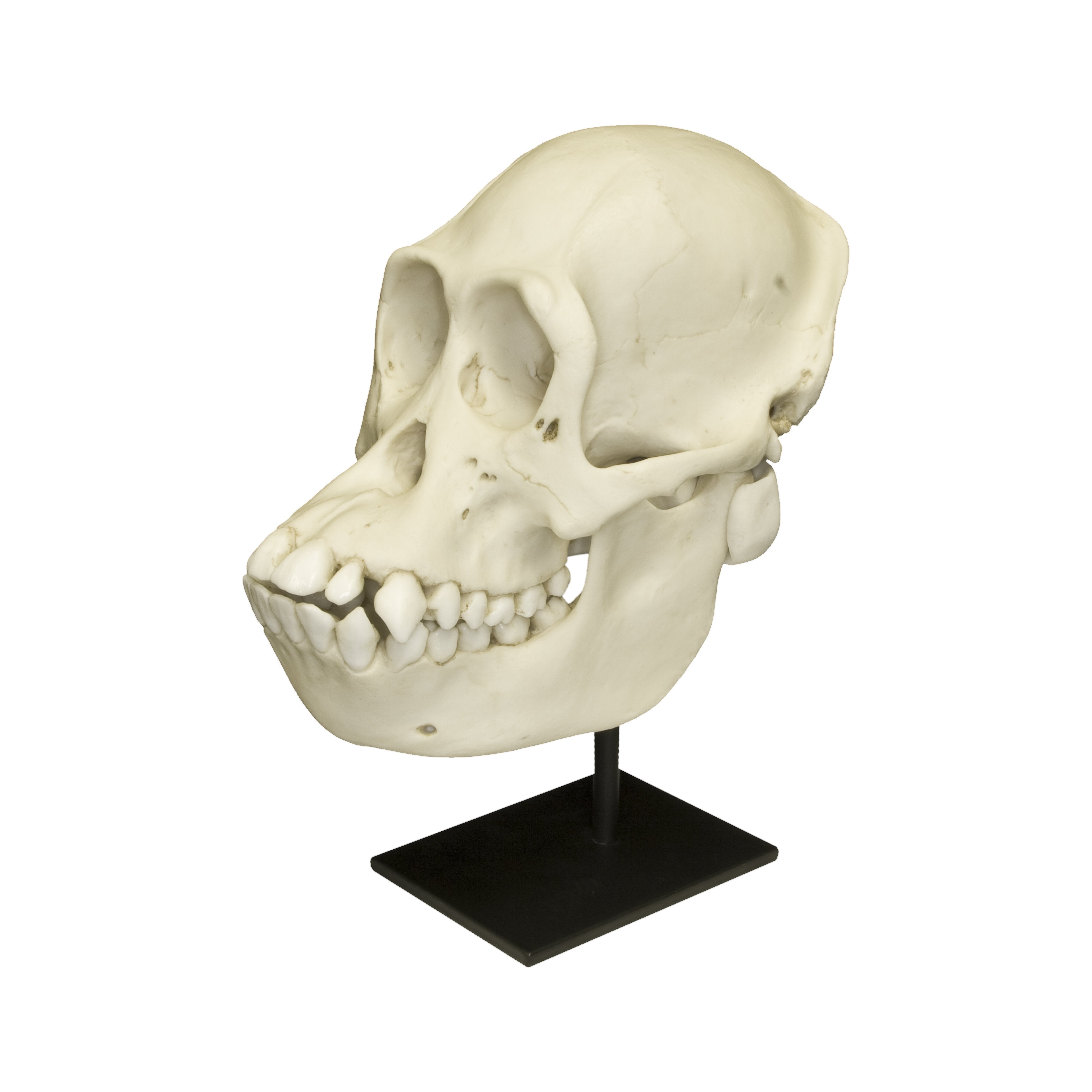 Authentic Bornean Orangutan Skull Replica - Female - Perfect for Educational Displays, Anthropology Studies & Home Decor