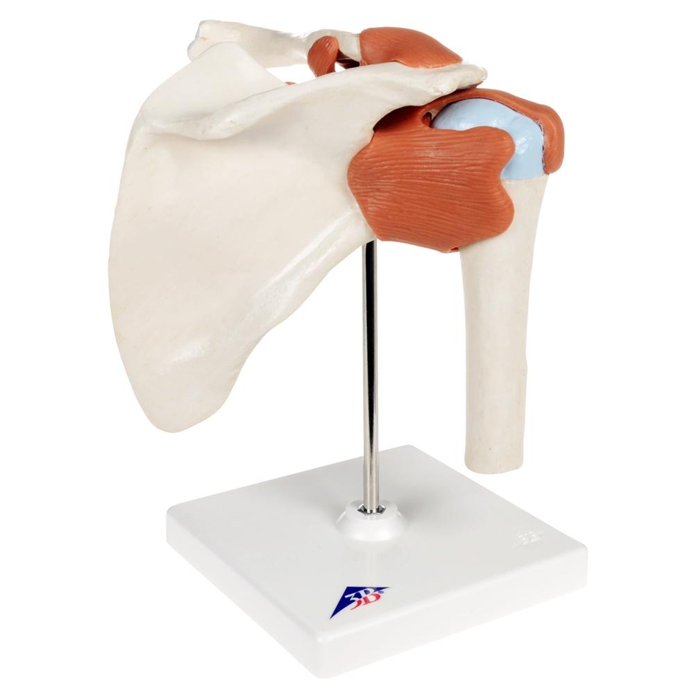Premium Shoulder Joint Model - Anatomically Accurate Medical & Educational Tool for Students, Doctors & Physical Therapists - Perfect for Classroom, Clinic & Home Study