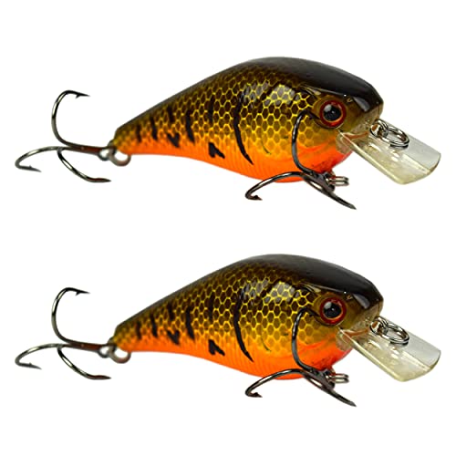 Crawfish Orange Belly