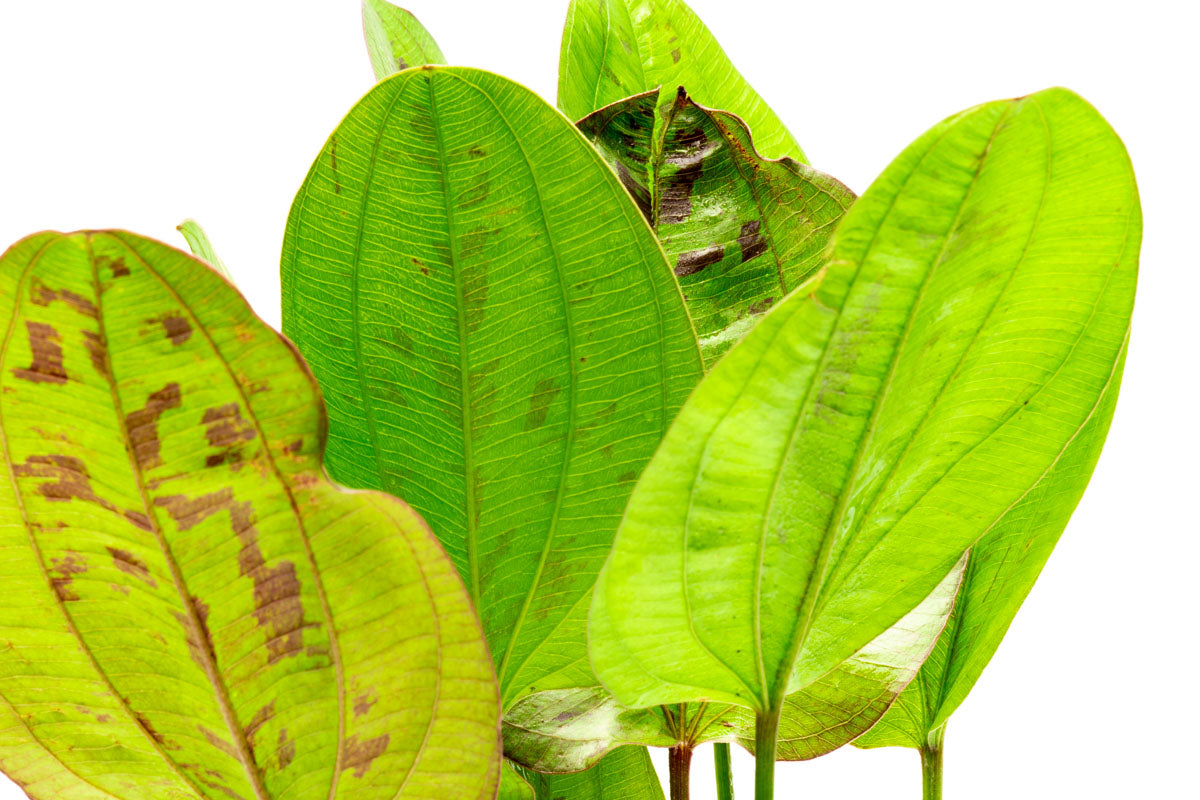 Echinodorus Yellow Sun Aquatic Plant - Live Freshwater Aquarium Plant for Fish Tanks, Ponds & Aquascaping - Easy to Grow & Low Maintenance