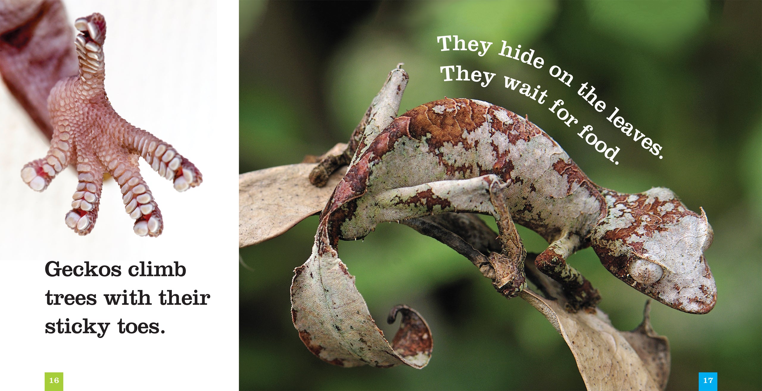 Geckos Book - ISBN 9781608188680 - Perfect for Reptile Lovers & Science Education