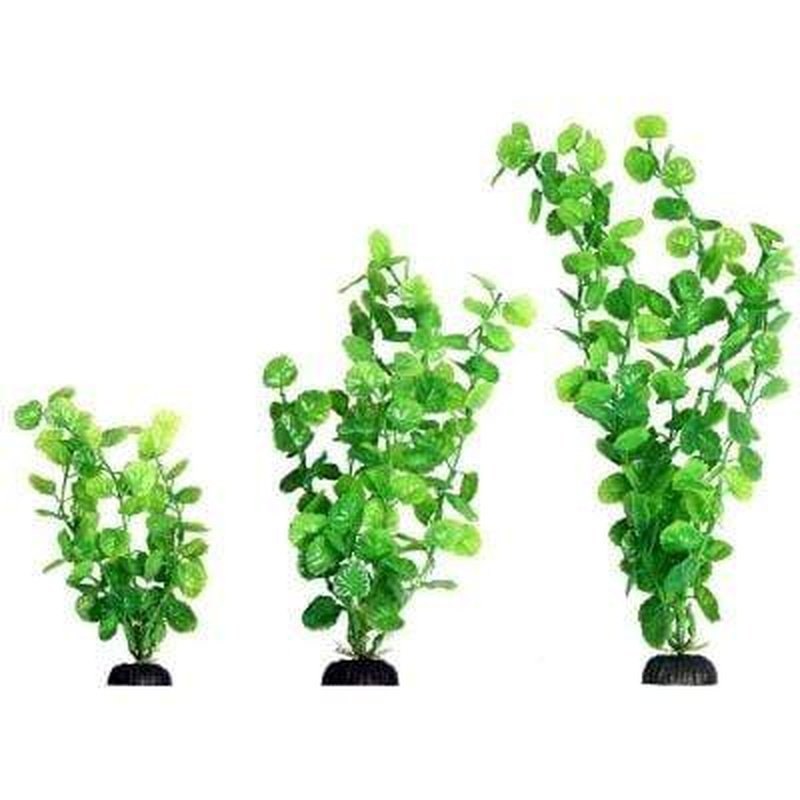 Aqua One Ecoscape Green Cardamine - Premium Aquatic Plant for Freshwater Aquariums | Perfect for Aquascaping, Fish Tanks & Planted Aquariums | Enhances Water Quality & Natural Habitat