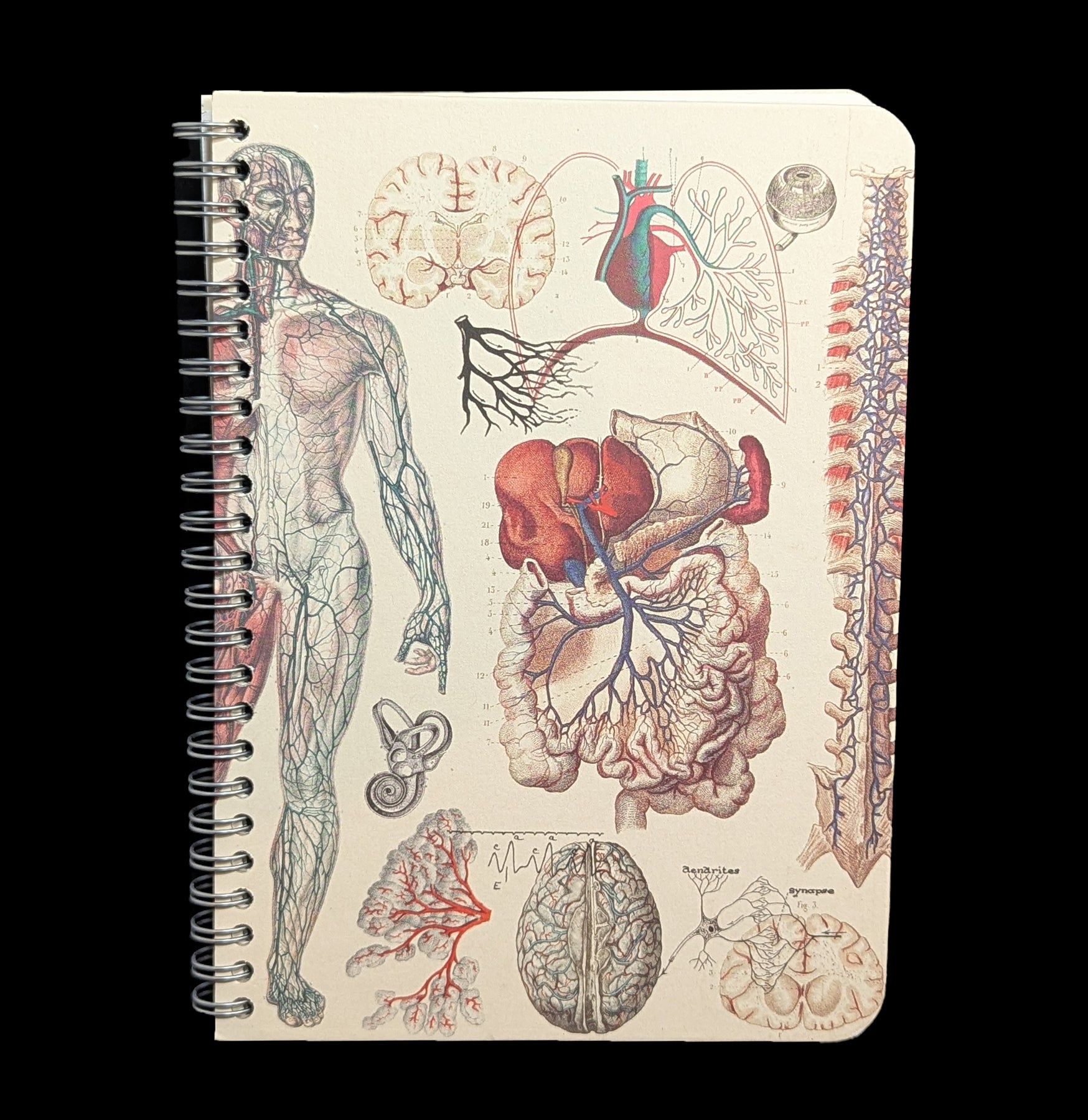 Human Anatomy Spiral Notebook - Medical Student Study Notes, Nursing School Supplies, Science Gift for Doctors - Perfect for Anatomy Classes & Healthcare Professionals