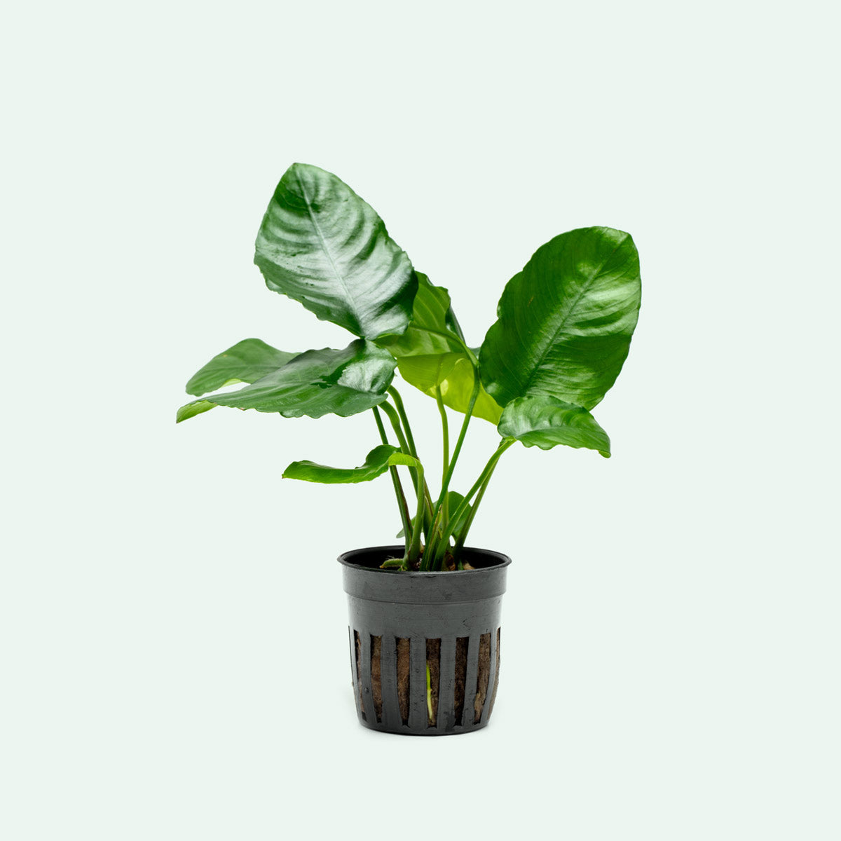 Anubias Wrinkle Leaf Aquatic Plant - Live Freshwater Aquarium Plant for Fish Tanks, Low Light & Easy Care - Perfect for Aquascaping, Shrimp Tanks & Natural Decor