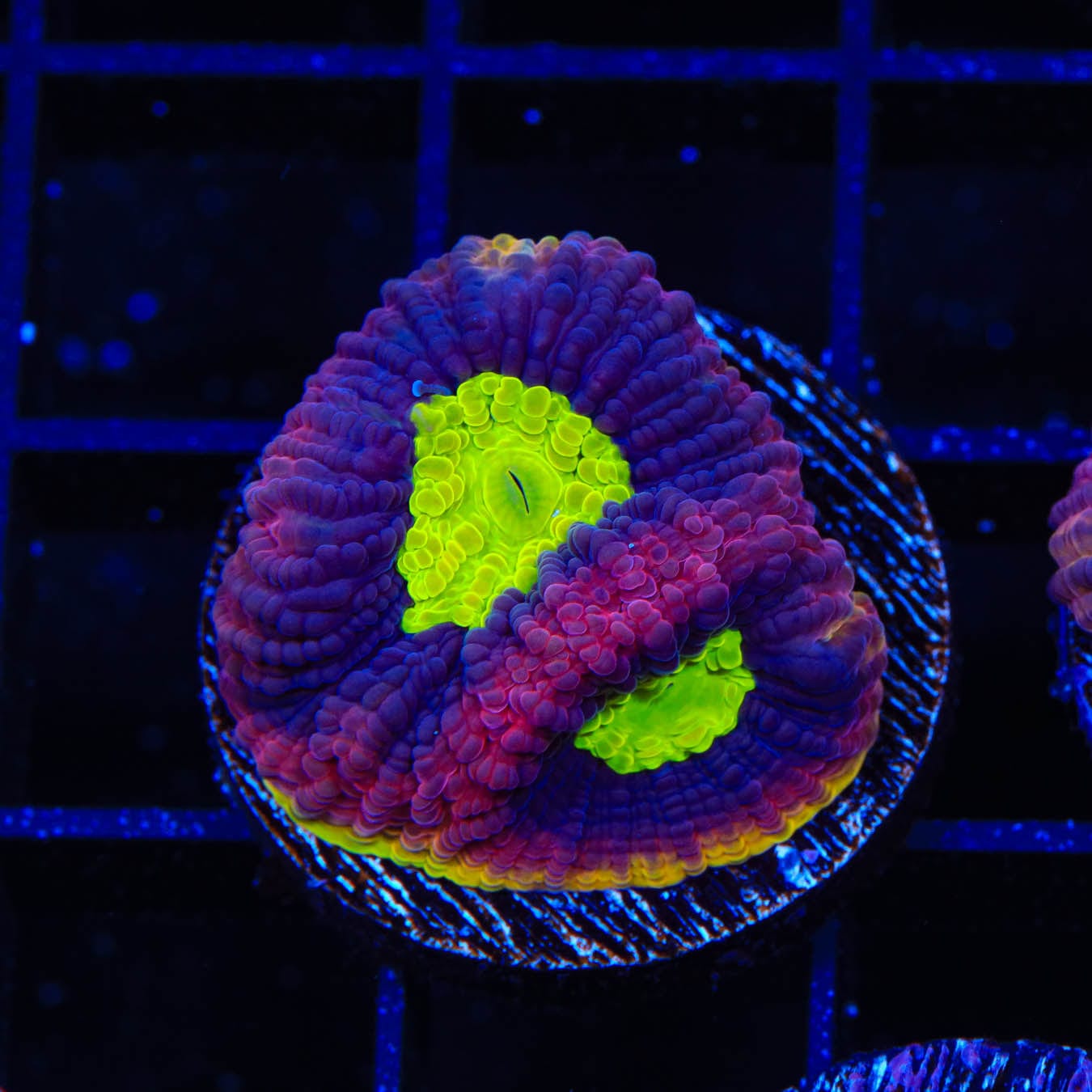 Dragon Soul Favia Coral - Premium Live Coral for Saltwater Aquariums | Perfect for Reef Tanks & Marine Displays