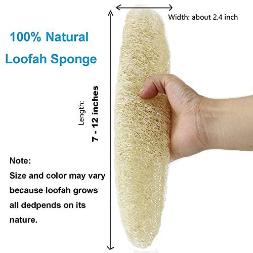 Organic Loofah Body Scrubber Pack of 12 - Natural Exfoliating Sponge for Men & Women - Eco-Friendly Luffa Bath Sponge for Smooth Skin - Perfect for Shower, Spa & Daily Skincare Routine