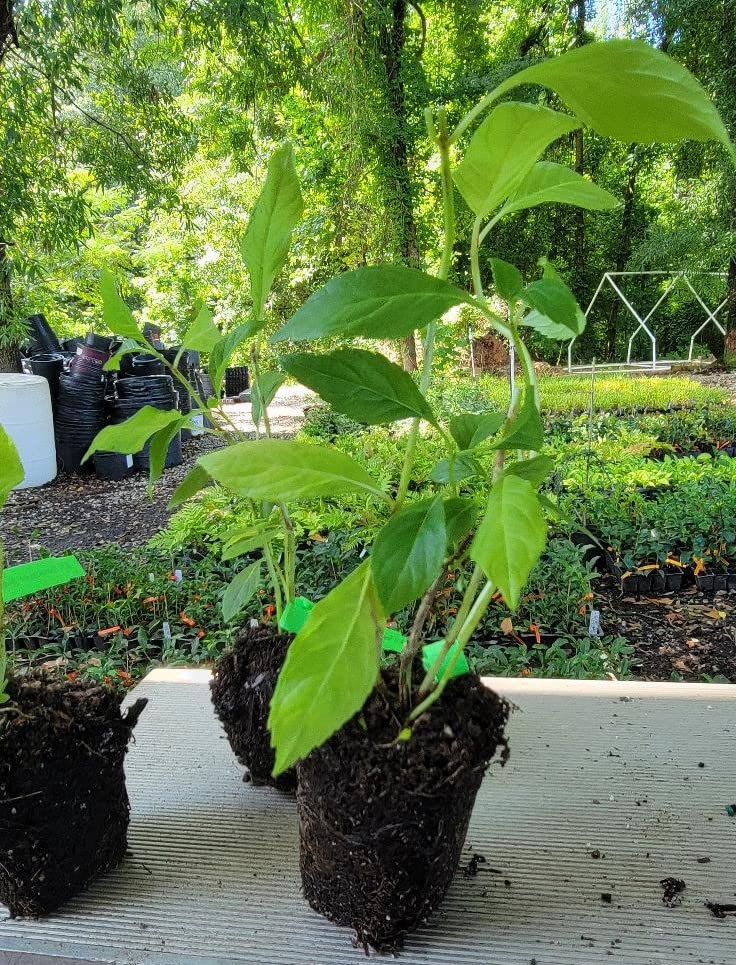 All Summer Beauty Hydrangea Starter Plant - 7 Months Old Live Hydrangea Flowering Shrub for Garden, Landscaping & Outdoor Decor