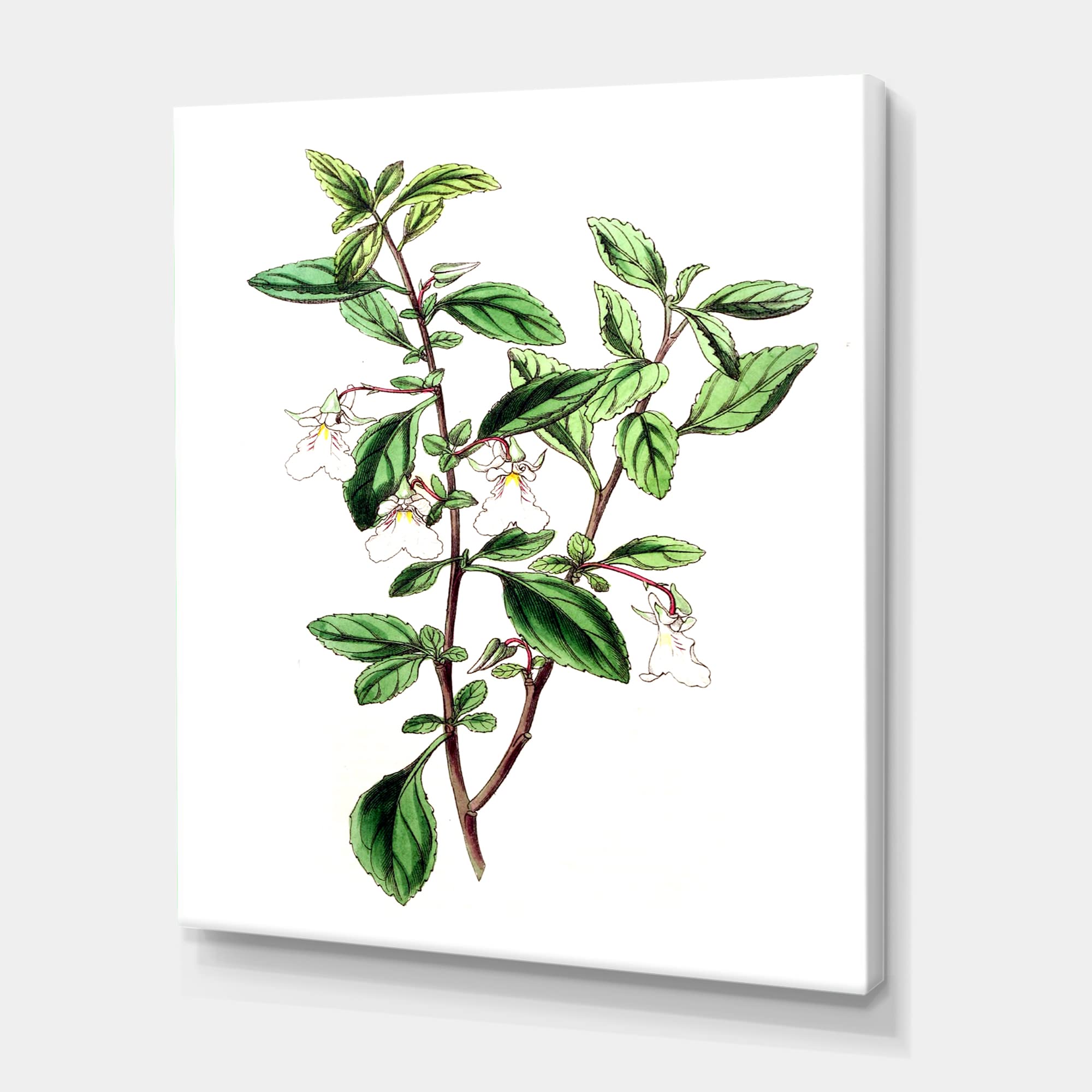Vintage Green Leaves Plants VII Traditional Canvas Wall Art - Botanical Home Decor for Living Room, Bedroom & Office - Perfect for Nature Lovers & Interior Design
