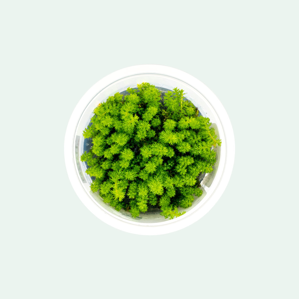 Myriophyllum Guyana Aquatic Plant - Live Freshwater Aquarium Plant for Fish Tanks, Ponds & Aquascaping (Easy Care & Fast Growing)