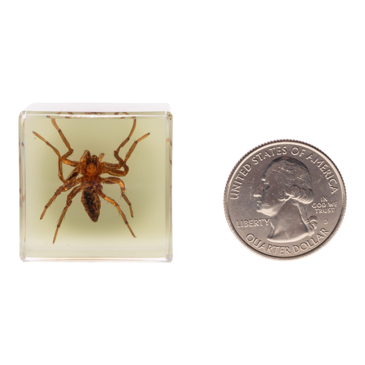 Real Spider Encased in Acrylic Cube - Glow in The Dark Magnetic Display for Science Collections & Halloween Decor